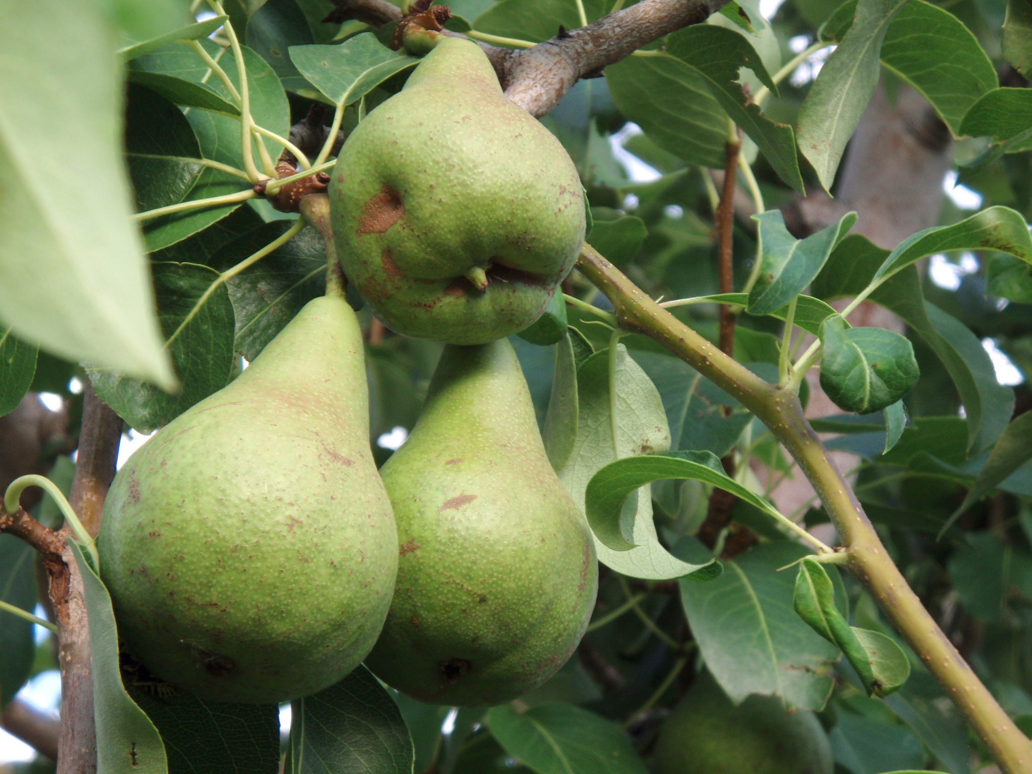 Anchovy Pear
