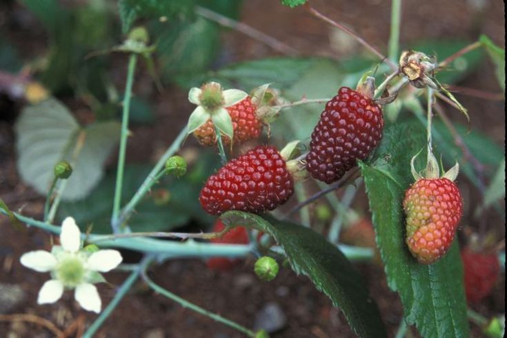 Andean Blackberry