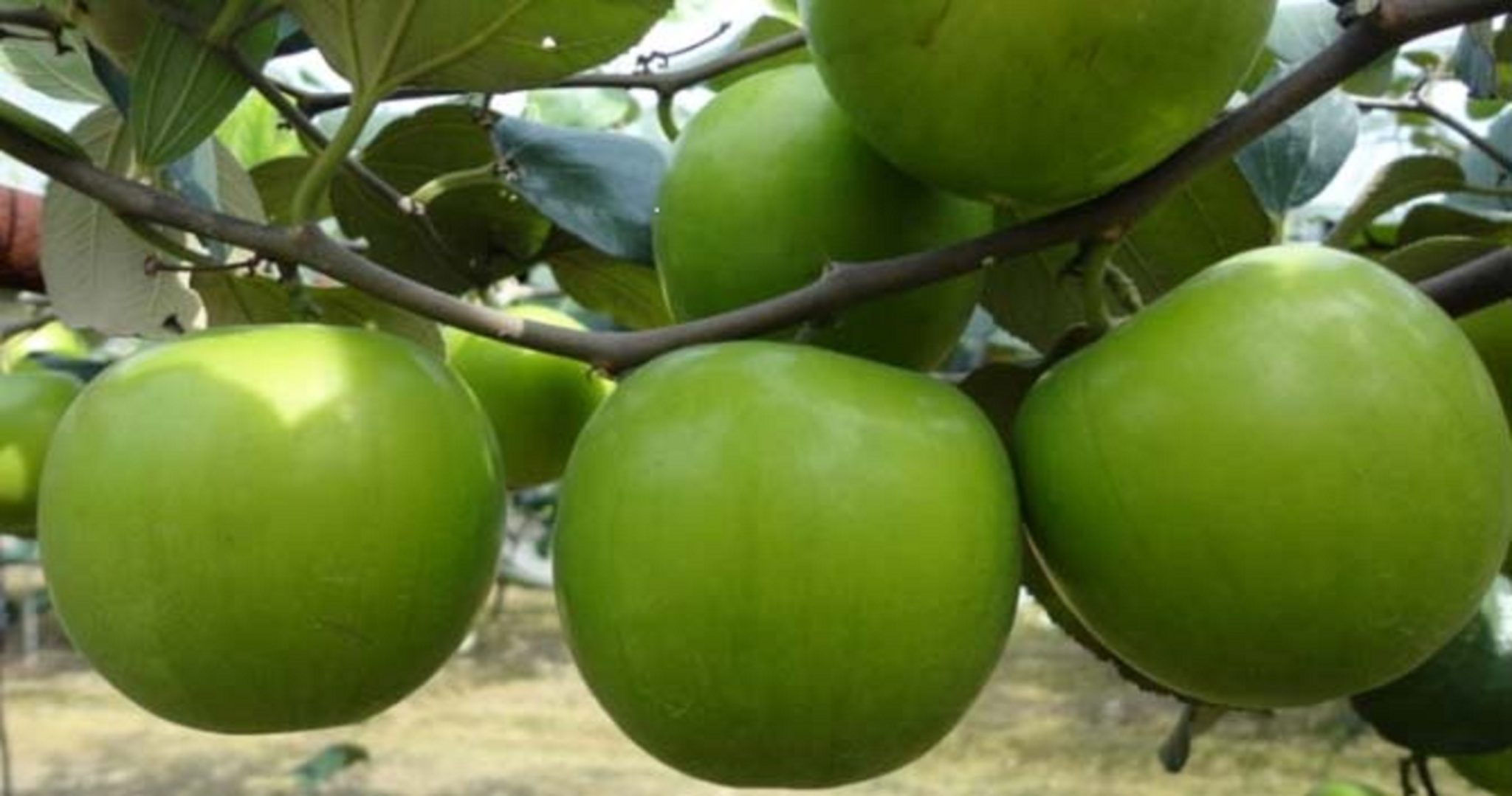 Apple Berry