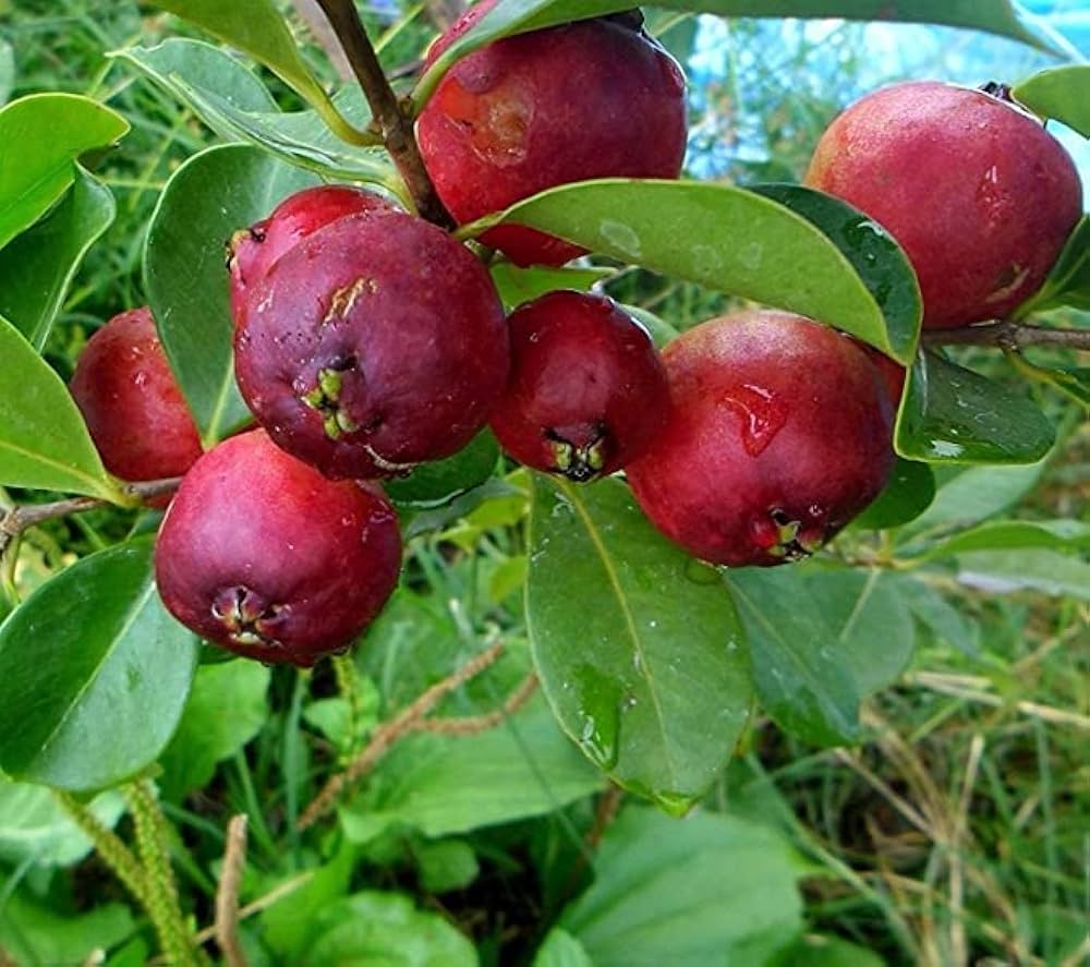 Apple Guava