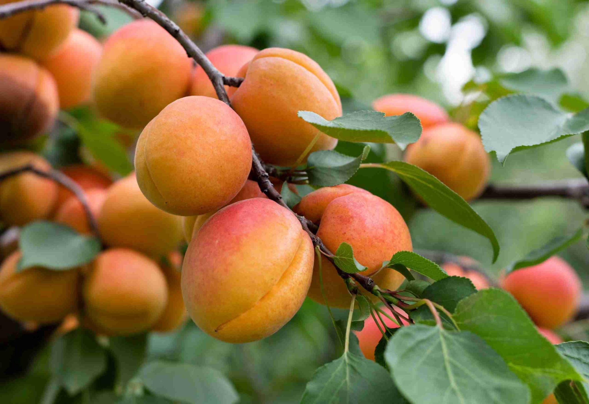 Apricot