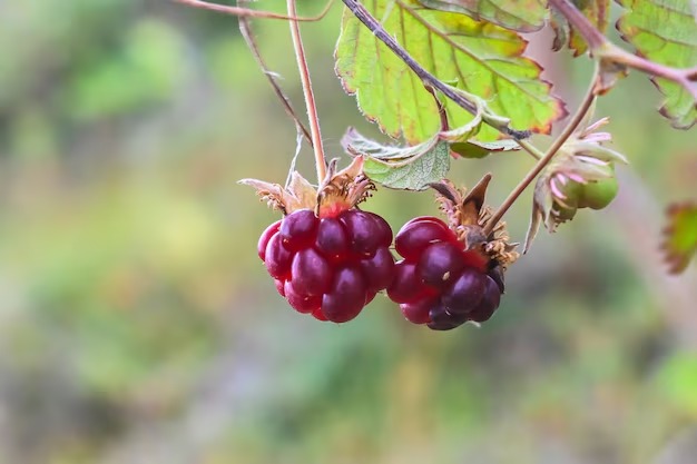 _Arctic Raspberry