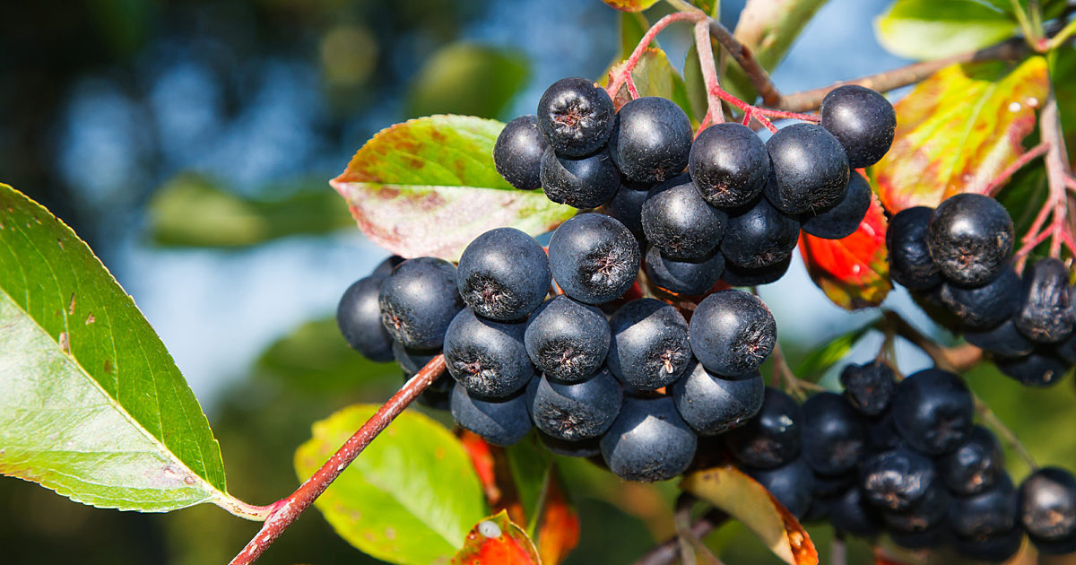 Aronia