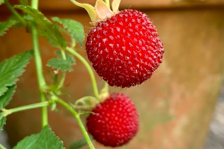Atherton Raspberry