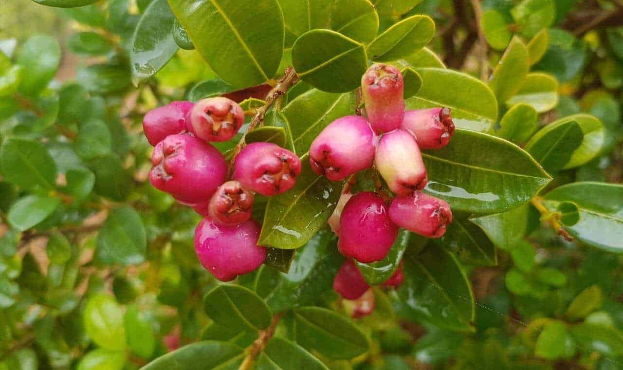 Australian Bush Cherry