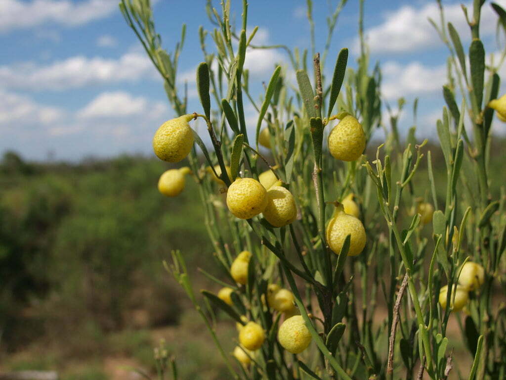 Australian Desert Lime