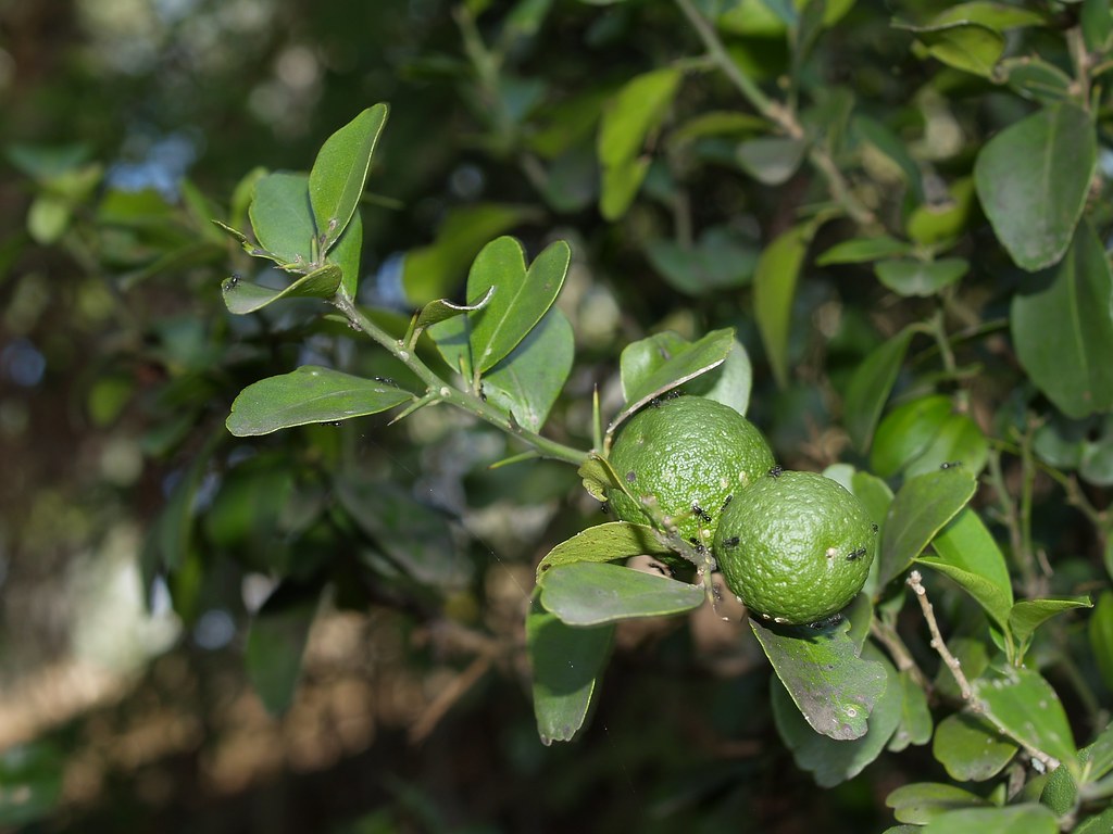 Australian Round Lime