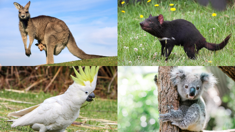 37 Australian Animals with Facts & Pictures