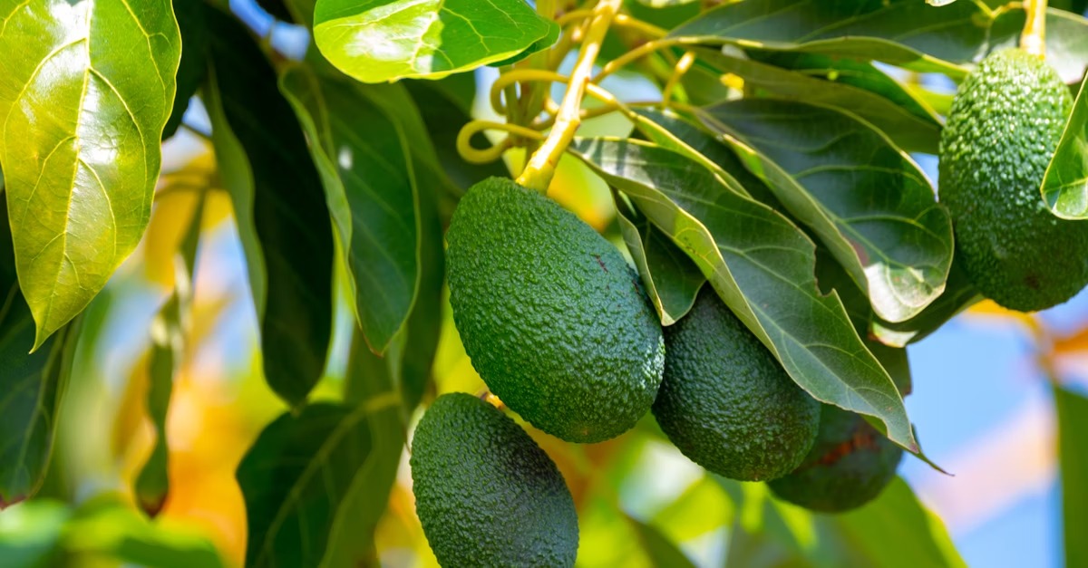 Avocado