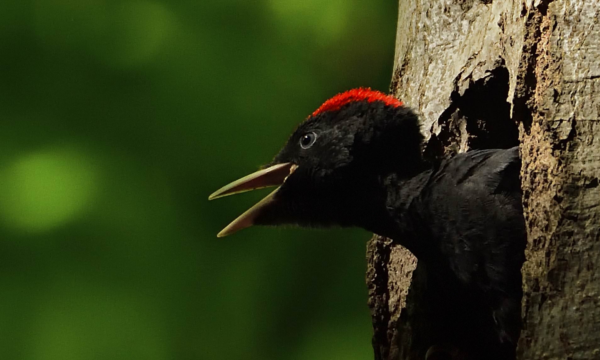 Black Woodpecker