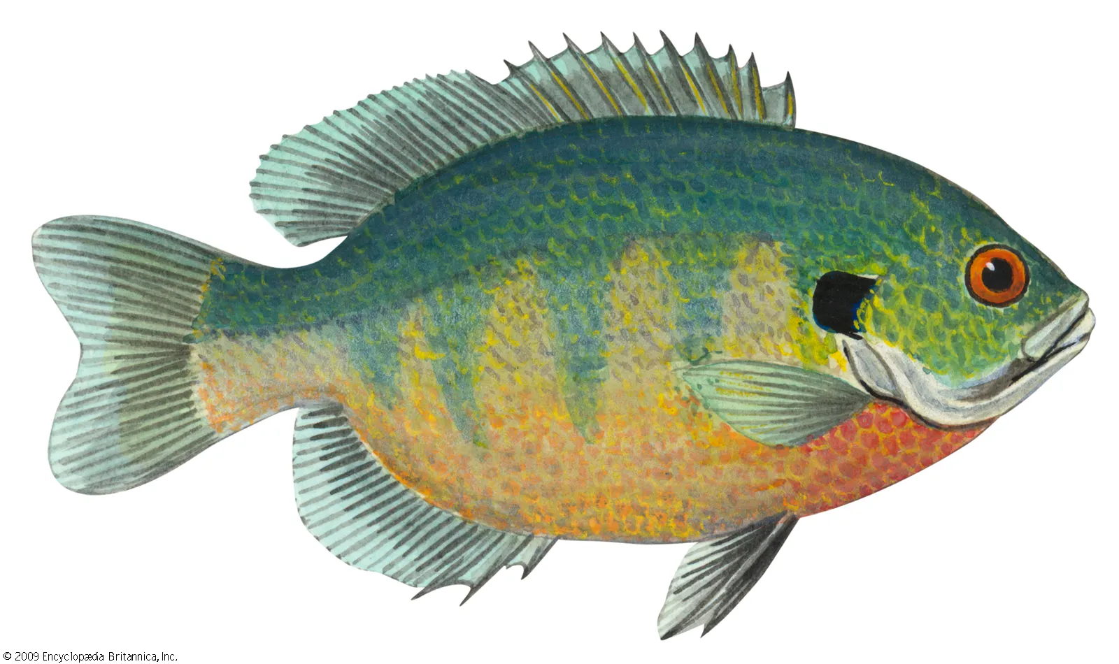 Bluegill