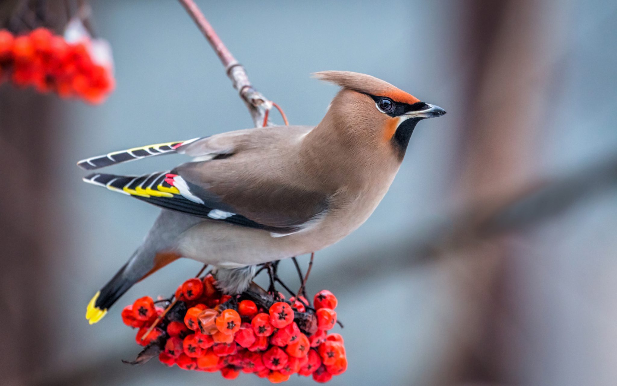 The Waxwing. (Bombycilla garrulus)