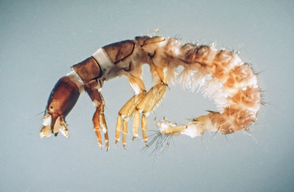 Caddisfly Larvae