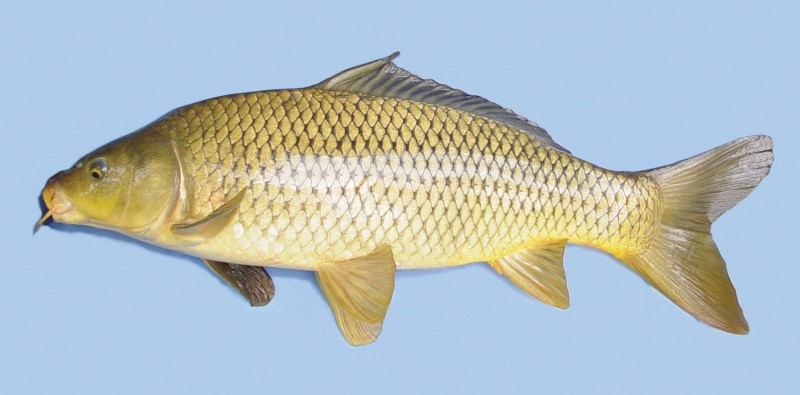 Carp