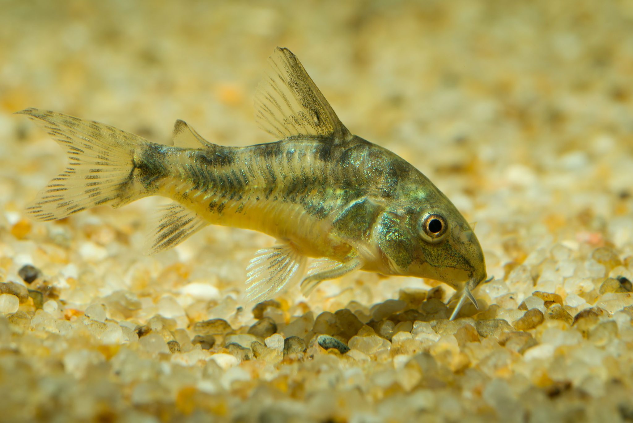 Catfish