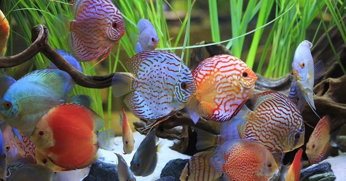 Cichlid