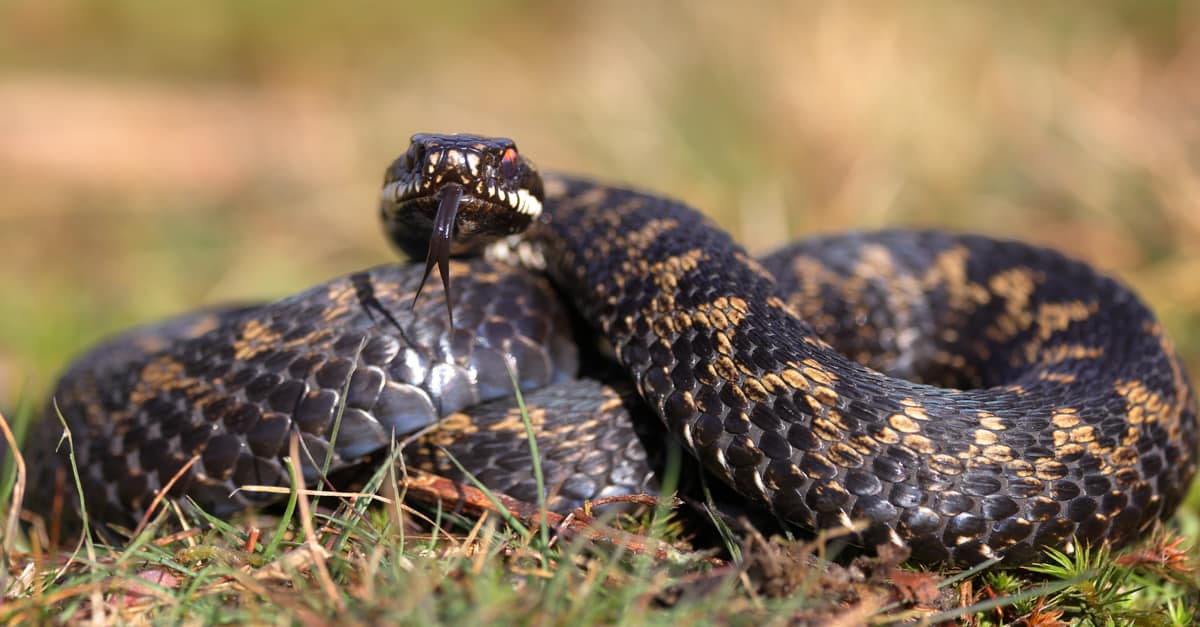 Common European Adder