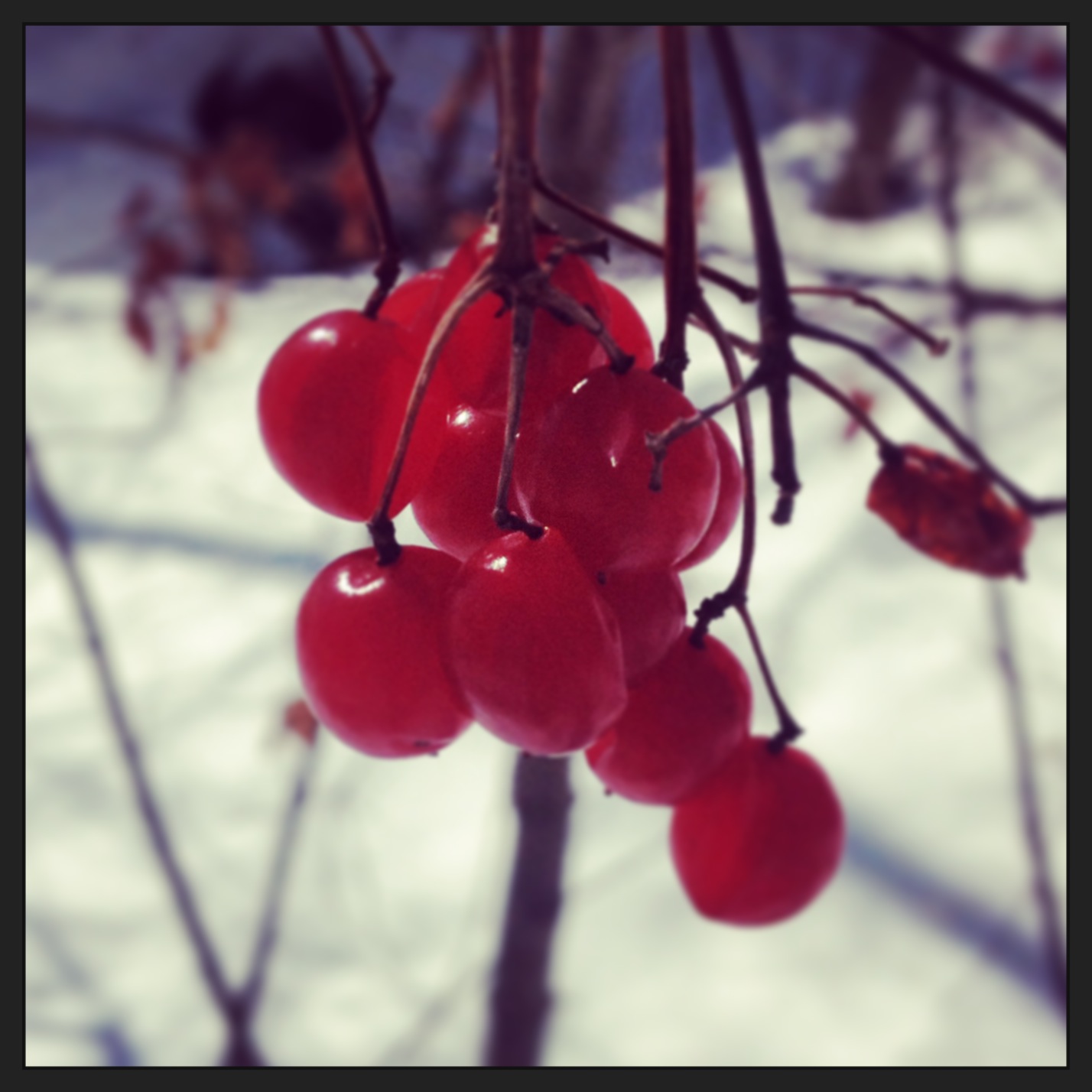 Dangle Berry