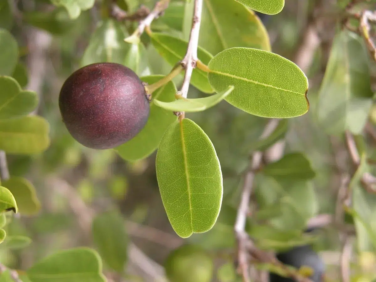 Darling Plum