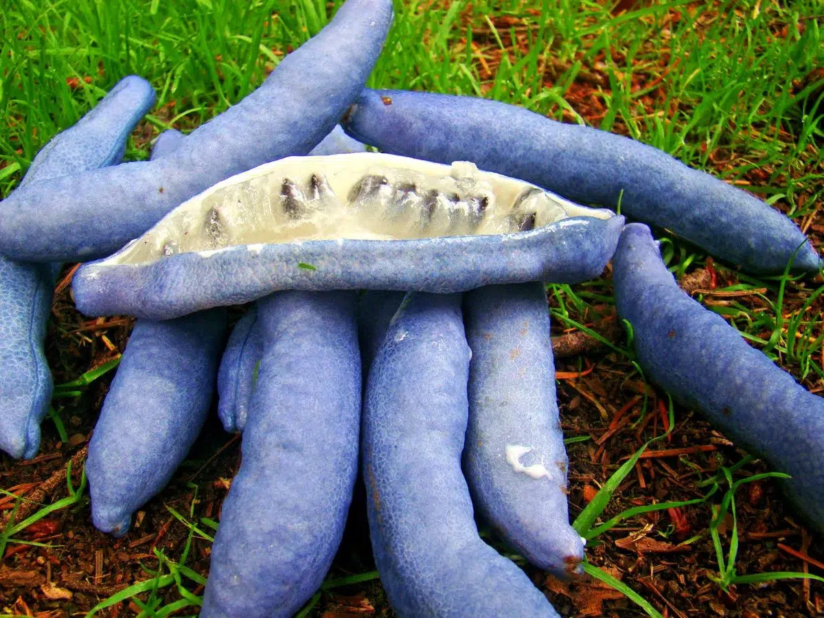 Decaisnea