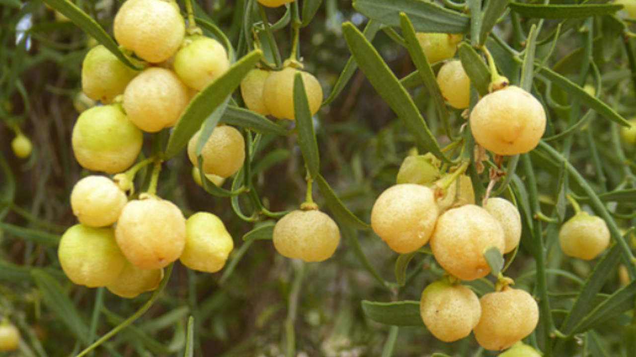 Desert Lime