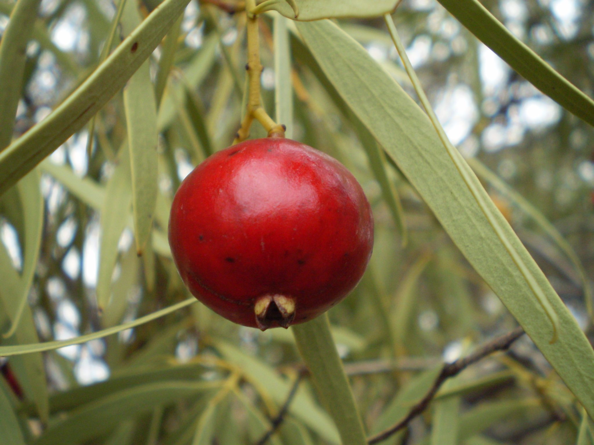 Desert Quandong
