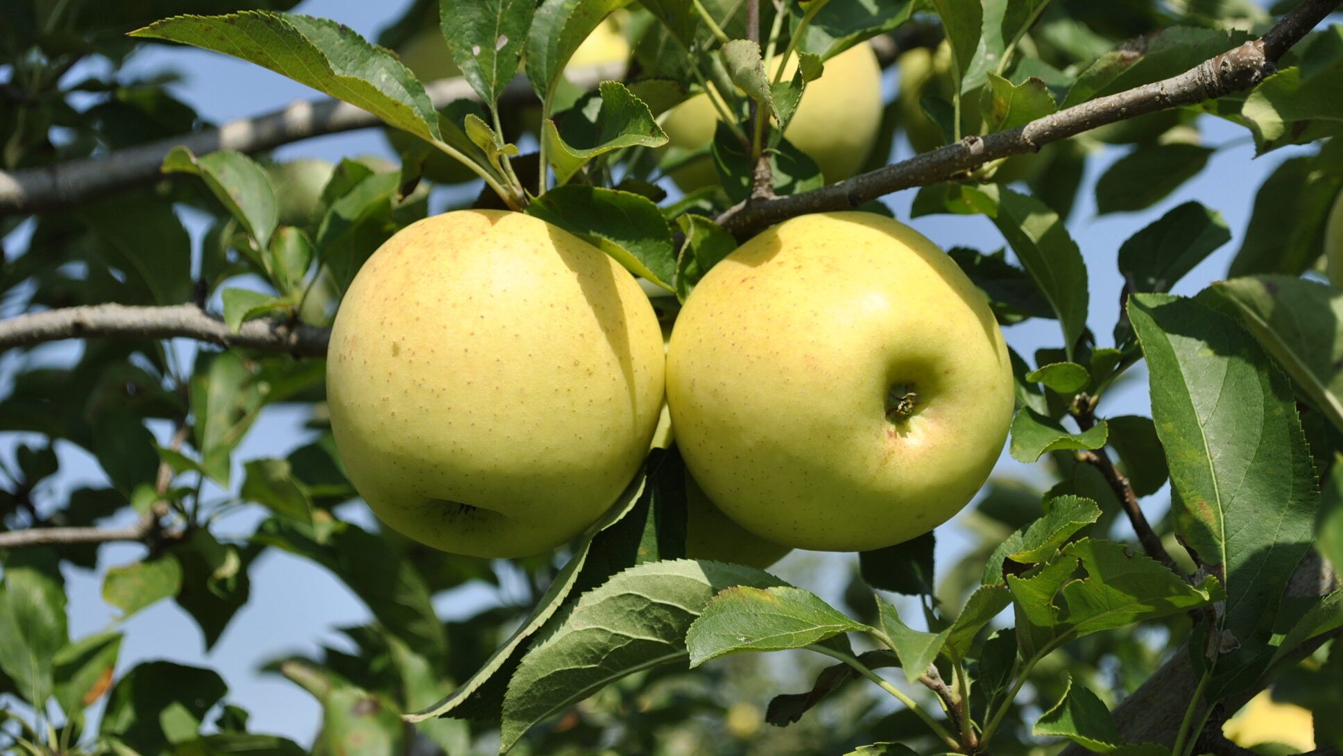 Early Gold Apple