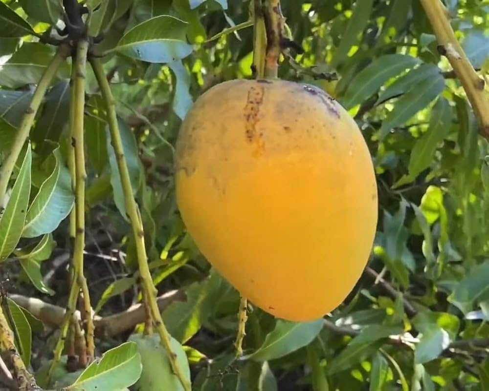 Earlygold Mango