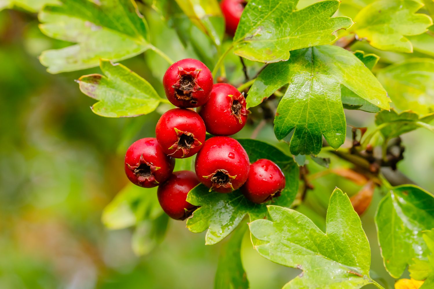 Eastern Hawthorn