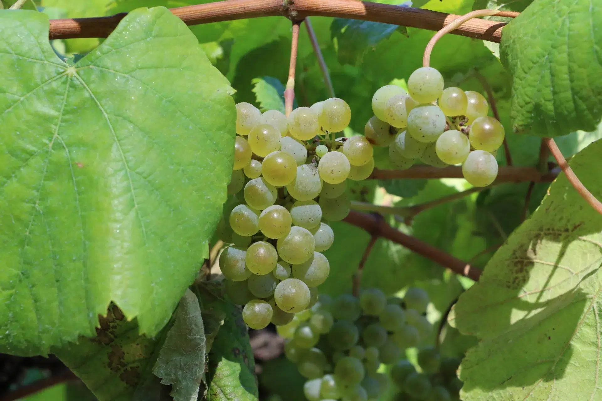 Edelweiss Grape