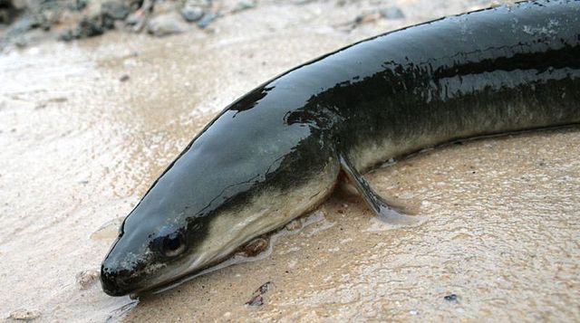 Eel (American Eel)