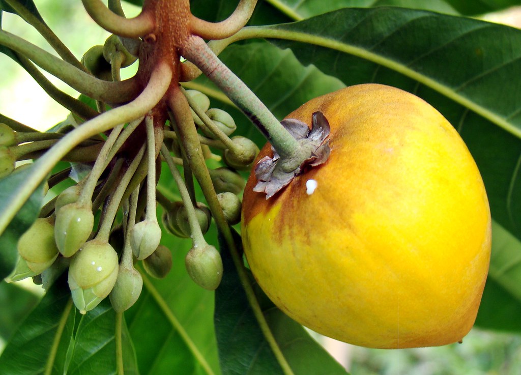 Eggfruit (Canistel)