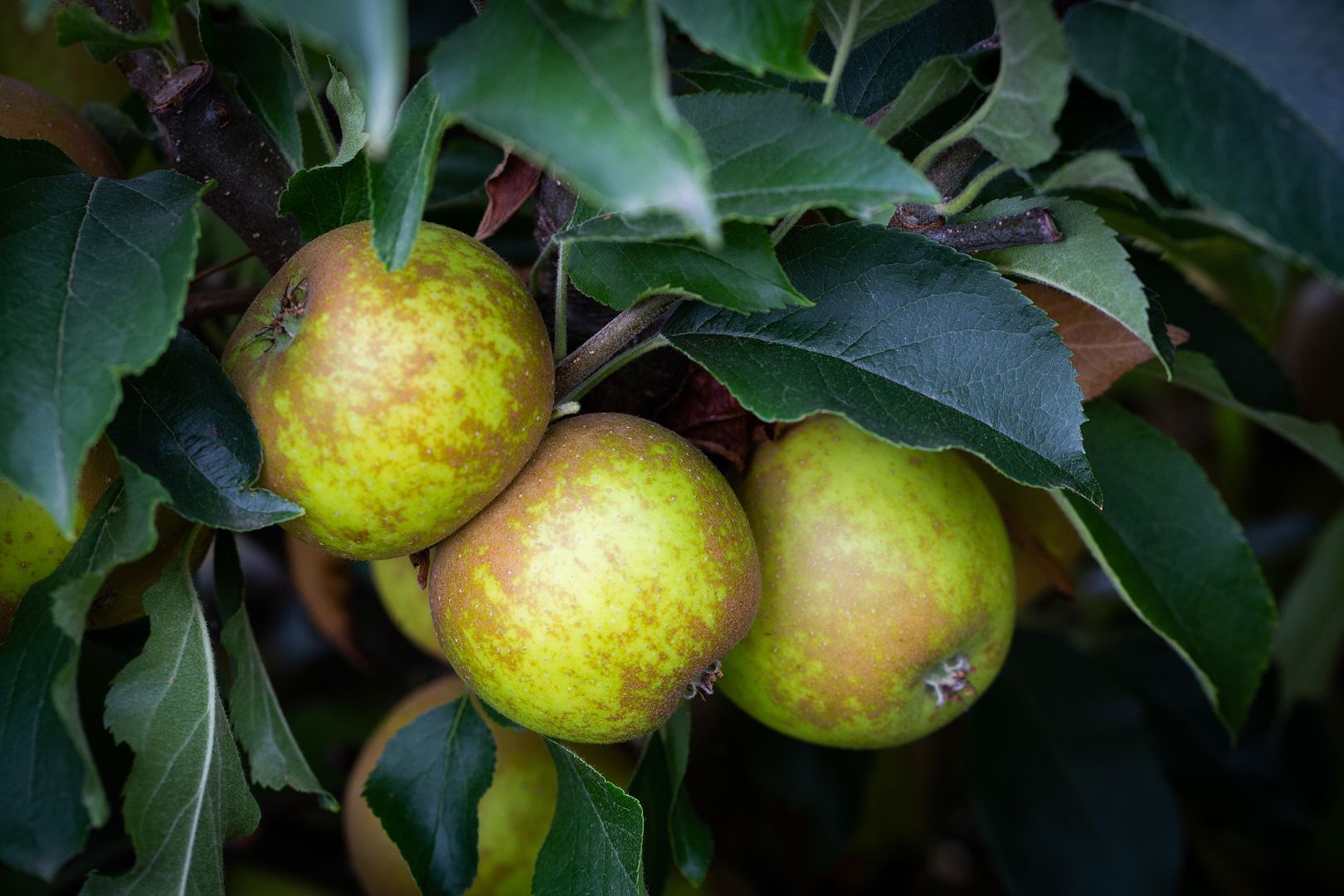 Egremont Russet Apple