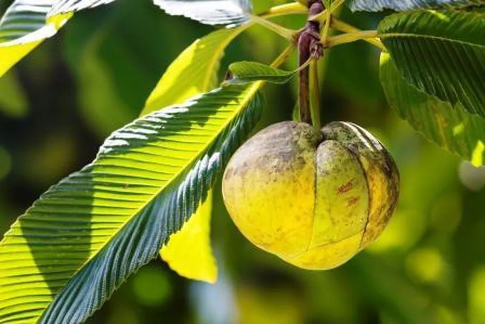 Elephant Apple