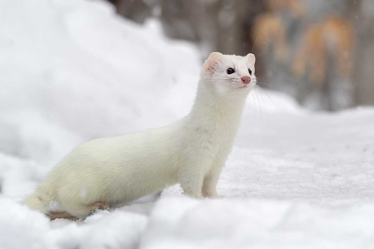 Ermine (Stoat)