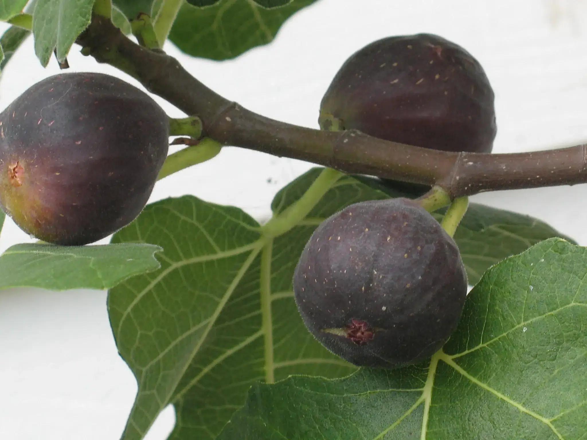 Etna Fig
