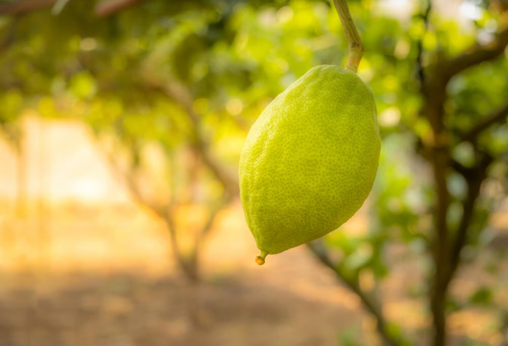 Etrog (Citron)
