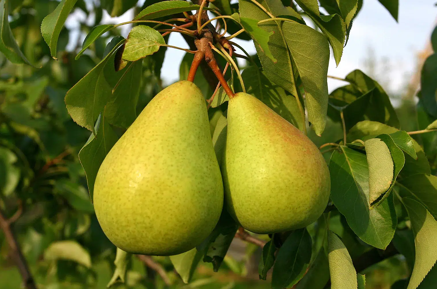 European Pear