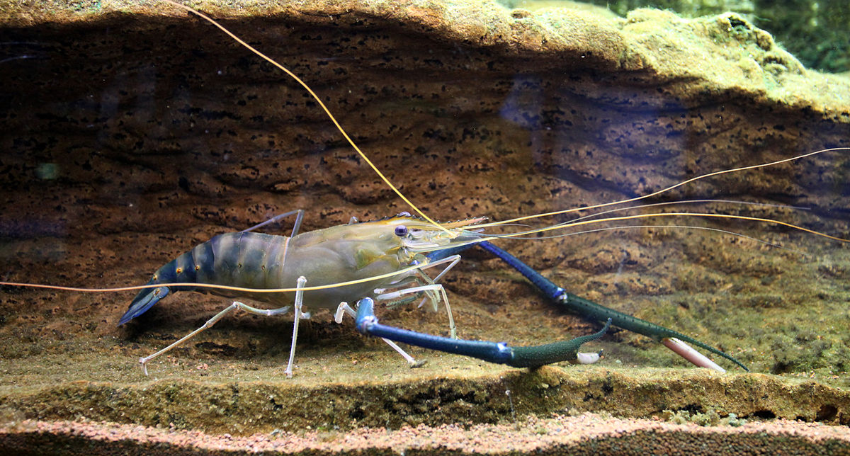 Freshwater Shrimp