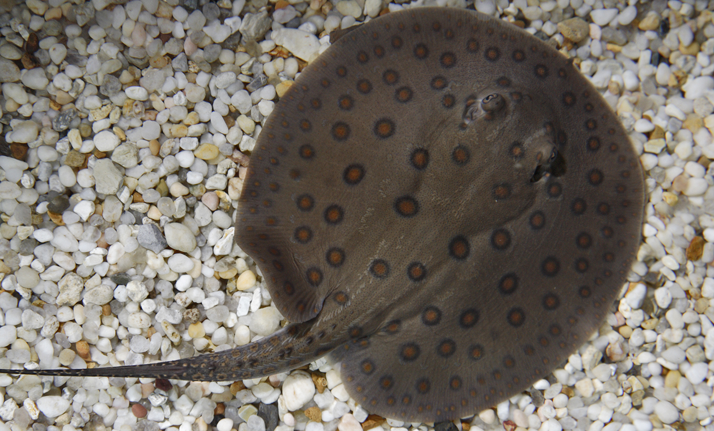 Freshwater Stingray
