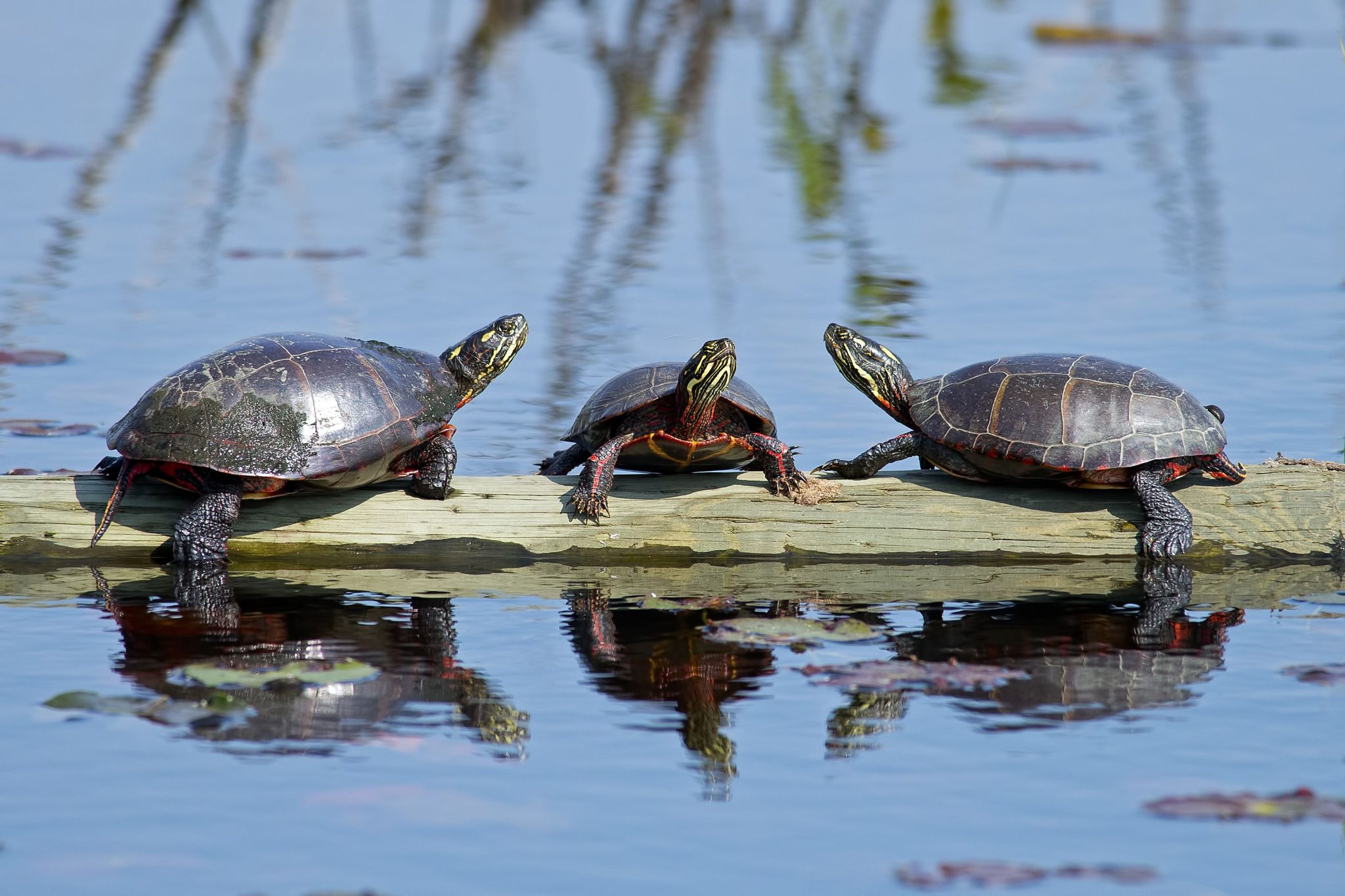 Freshwater Turtle (Painted Turtle)
