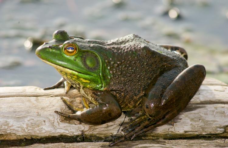 Frog (Bullfrog)