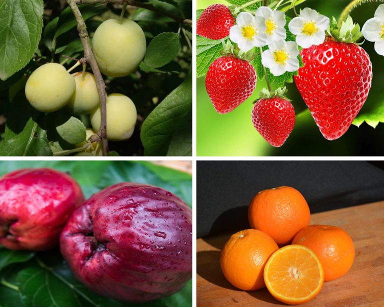Fruits That Start with O