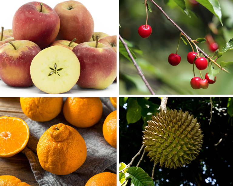 30 Fruits that Start with S with Facts and Pictures
