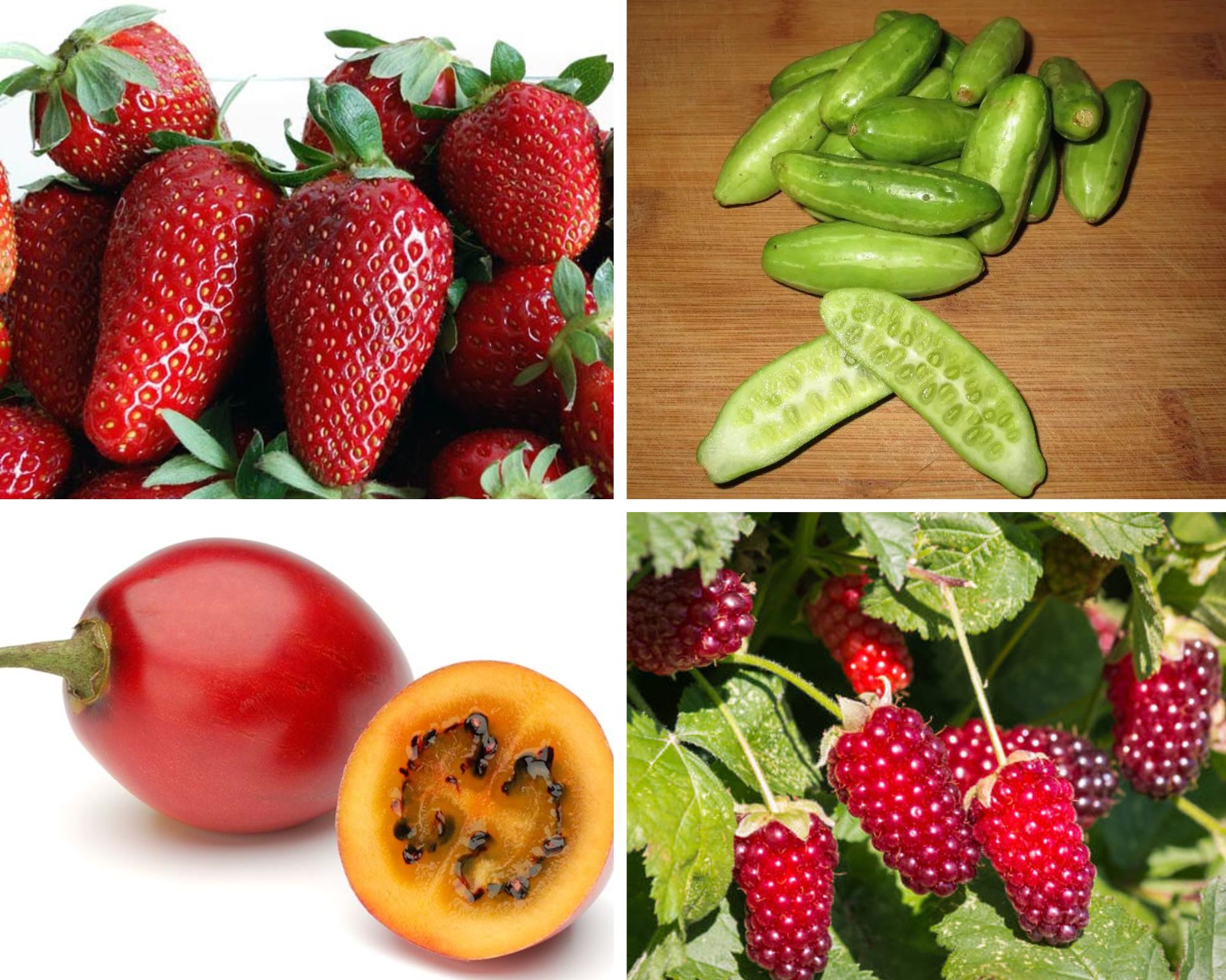 Fruits That Start with T