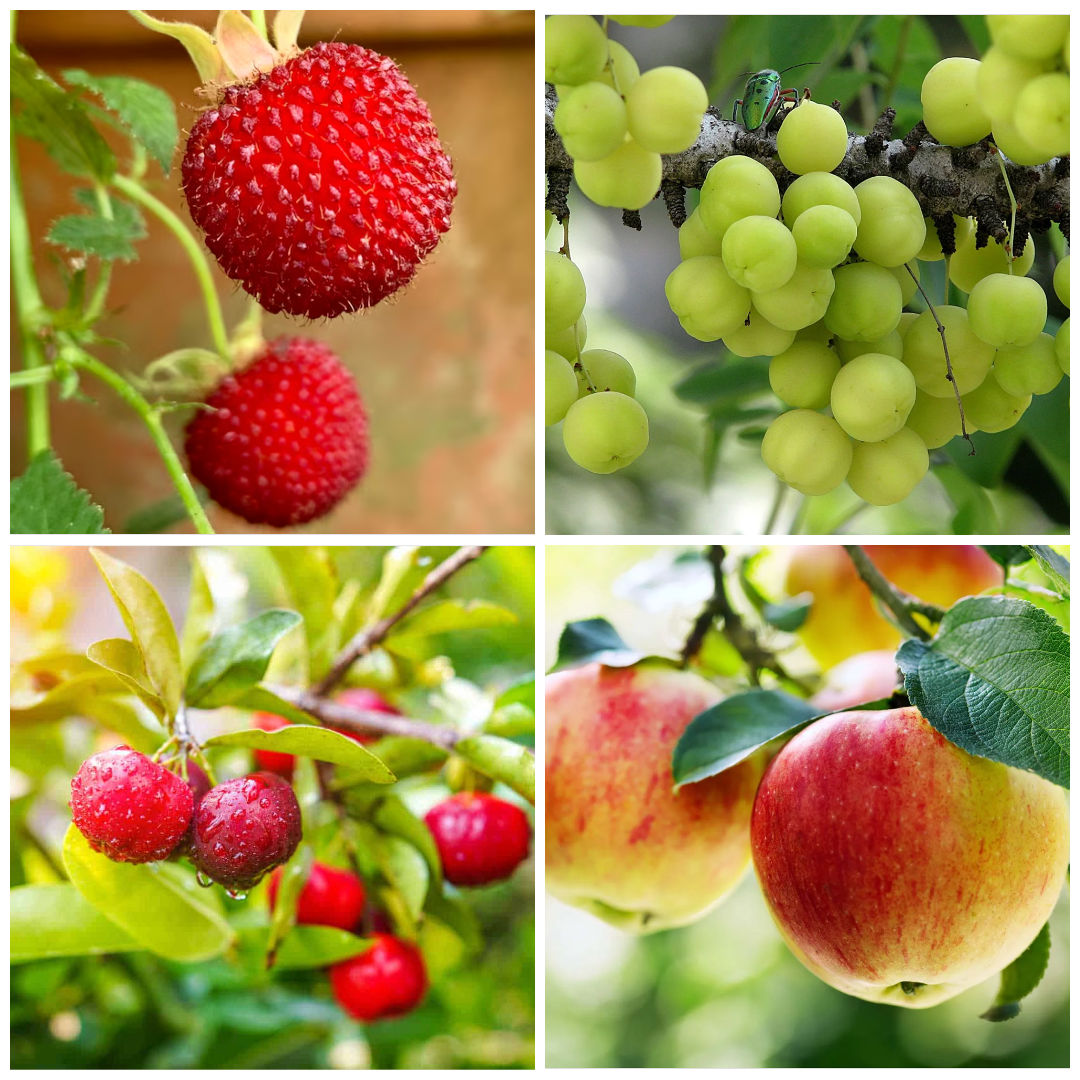 Fruits that Start with A