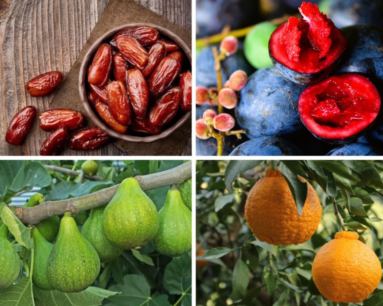 Fruits that Start with D