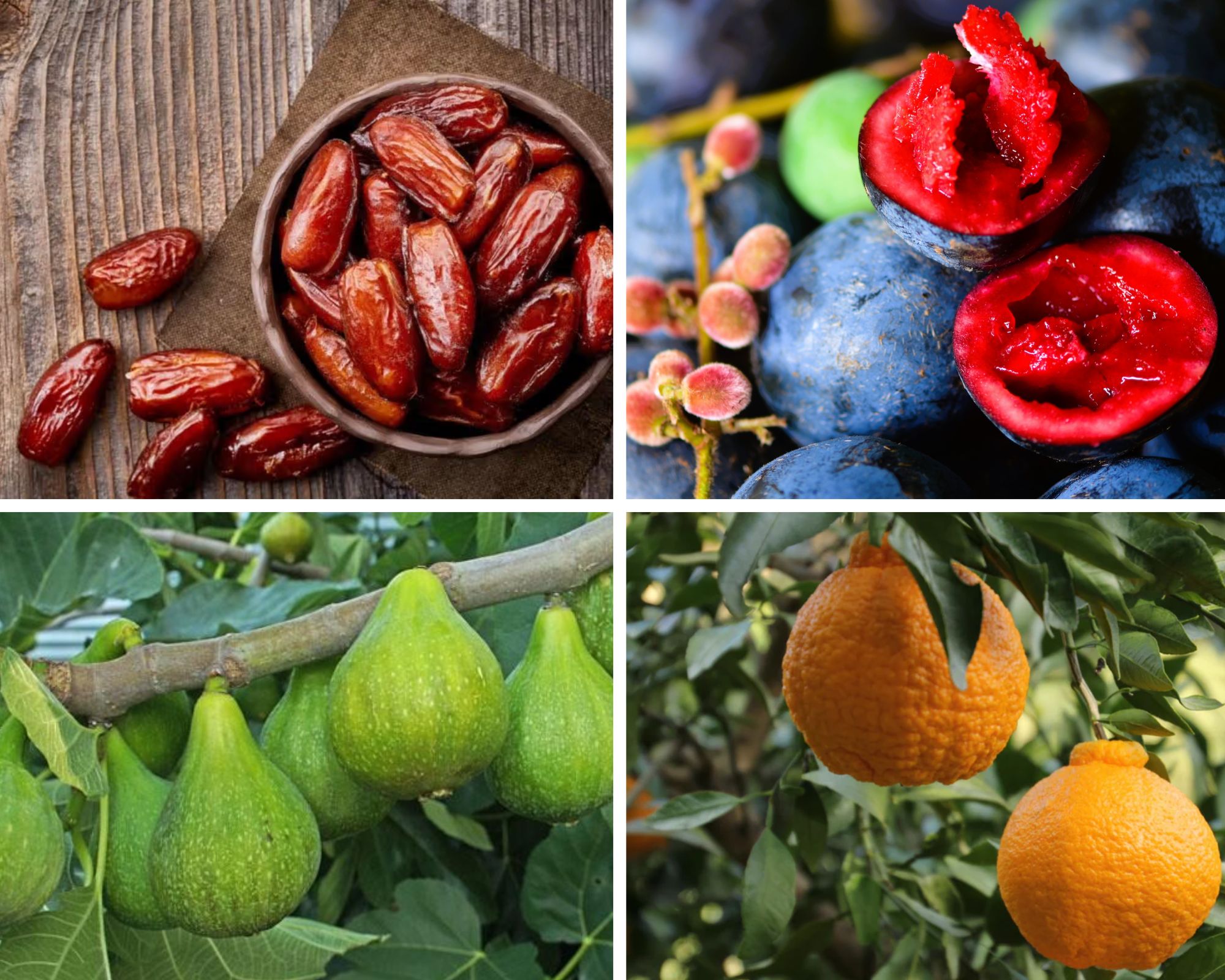 Fruits that Start with D
