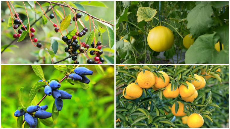 Fruits that Start with H