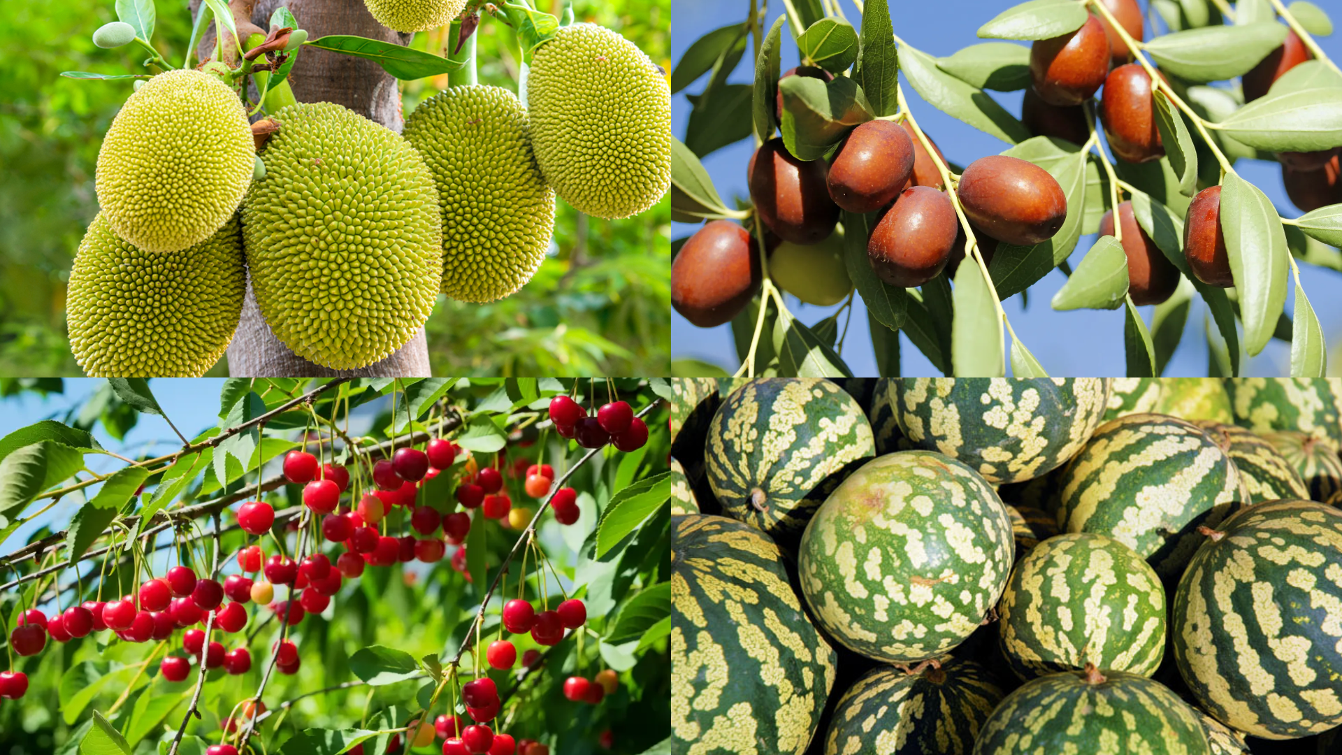 Fruits that Start with J
